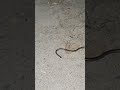 Smallest snake in the world! Incognito worm snake. South Africa. #krugerpark #blydecanyon #snake