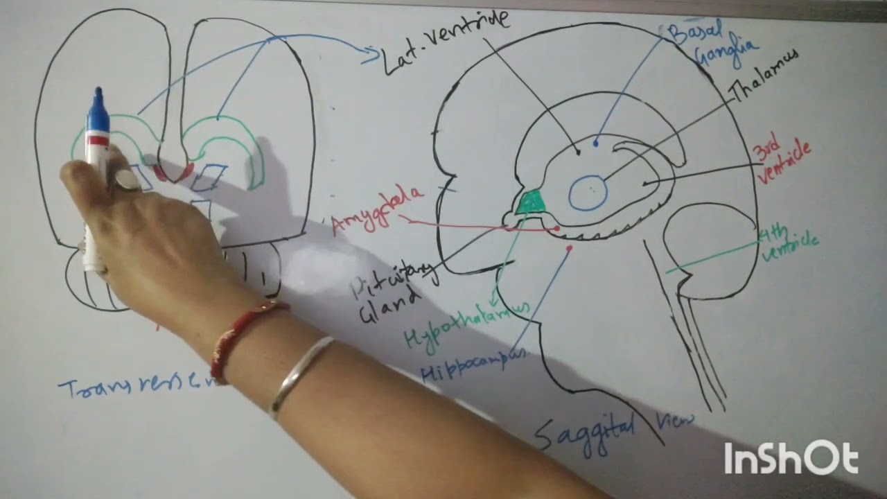 Central Nervous System I Part 5 I Cerebrum,diencephalon,brainstem & cerebellum & its function I
