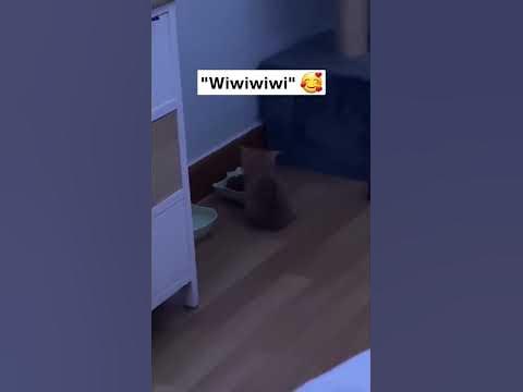 WiWiWiWi #cat #funny #kitten #catlover #animals #funnycats #fnaf #