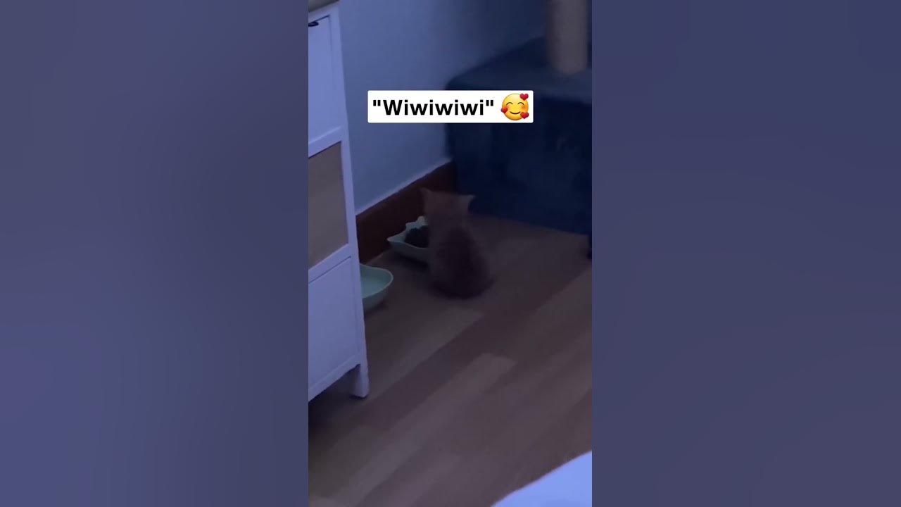 WiWiWiWi #cat #funny #kitten #catlover #animals #funnycats #fnaf #