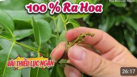 PHÁP SƯ LÀM VẢI THIỀU LỤC NGẠN RA HOA BẤT CHẤP THỜI TIẾT I NÚI ĐỒI LỤC NGẠN