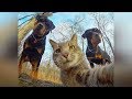 Смешные кошки и собаки 2019 Новые приколы с котами, смешные коты приколы 2019 funny cats animals #85