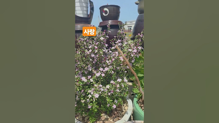 겨울을나지못할줄알았는데이렇게이쁜꽃을피우내요^^