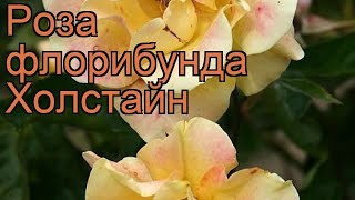 Роза флорибунда Холстайн (rose holstayn) 🌿 роза Холстайн обзор: как сажать саженцы розы Холстайн