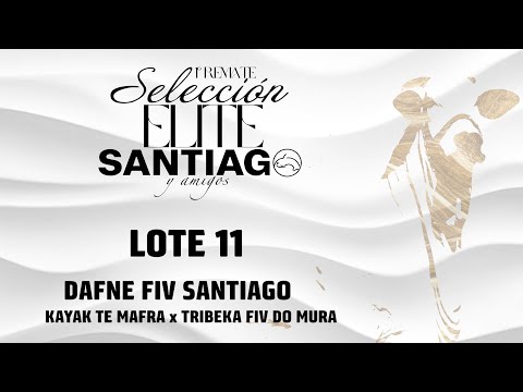 Lote 11   Dafne FIV Santiago