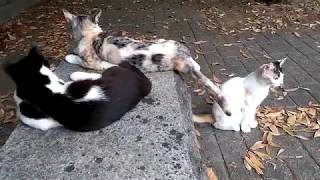 薄い三毛猫の野良猫一家、公園を歩き回る