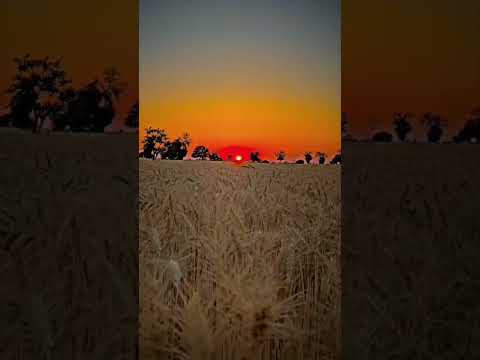 Nature in villages| whatsapp status videos #short#shorts#viral