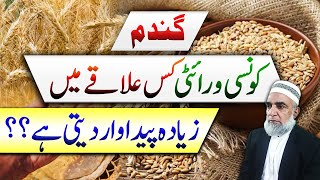 Which Wheat Variety Performs Better In Which Area| Crop Reformer