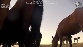 Wild horse action, Great Basin