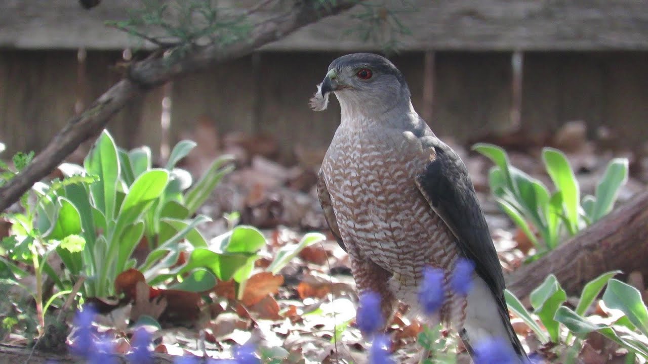 Cooper's Hawk eating a Whitewinged Dove YouTube