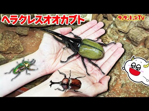 昆虫 ヘラクレスオオカブトムシや虹色のクワガタがボロボロ獲れる場所 ふれあいの森でレアな虫を大量捕獲 虫とり おでかけ 生き物 子供向け知育教育 サンサンキッズTV