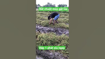 Bắt chuột mùa gặt lúa | pggt