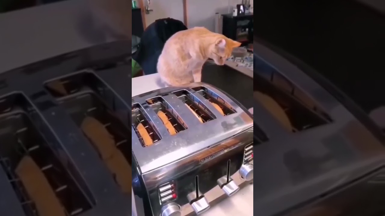 Toast jump scares Cat 