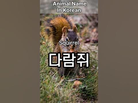 How to Say Squirrel in Korean #learnkorean #koreanlanguage #animal