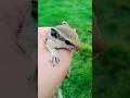 #Squirrel #viral #pets #funny #youtubeshorts #lifeisbutadream #animals #ihavethisthingwithplants