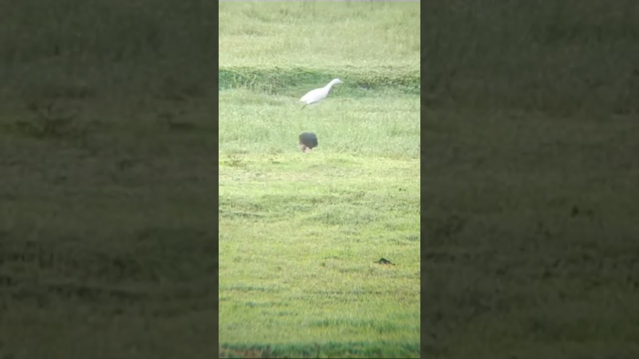 bird is Eating Caterpillar Two bird