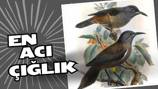 Nesli Tükenen Kauai Kuşunun Son Çığlıkları Doğa Bazen Acımasızdır.