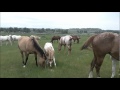 Goffena Appaloosa foals on 6_19_2011.wmv