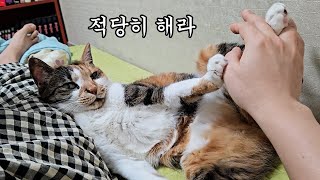 고양이들은 어떻게 의사 표현을 할까?