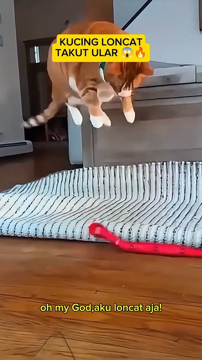 Prank Kucing Pakai Ular Mainan. Hasilnya BIKIN TERKEJUT!🤯#Shorts#kucinglucu #kucingloncat#funny #fyp