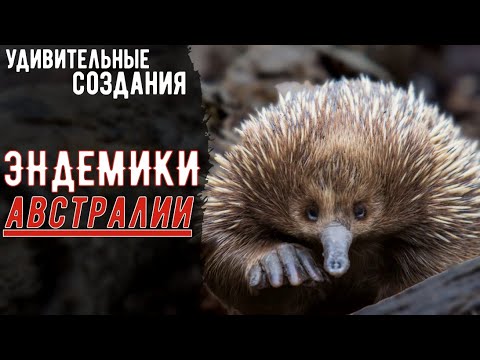 Wideo: Zobacz „Najbrzydsze Zwierzę” Na świecie