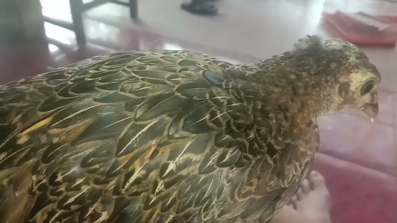 Ayam Hutan Hijau usia 4 bulanan ,dilatih umbaran