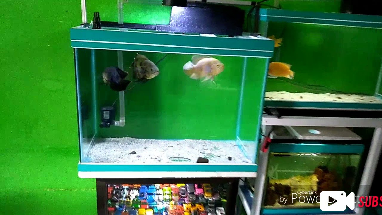 Koleksi aquarium  di rumah  Aquarium  YouTube