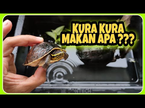 makanan kura kura | kura kura makan apa #makanankurakura #ninjaturtles #kure2 #tortoise #kangkung