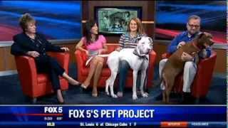 Gracie Gets a Pet Psychic Reading on WTTG FOX 5 DC