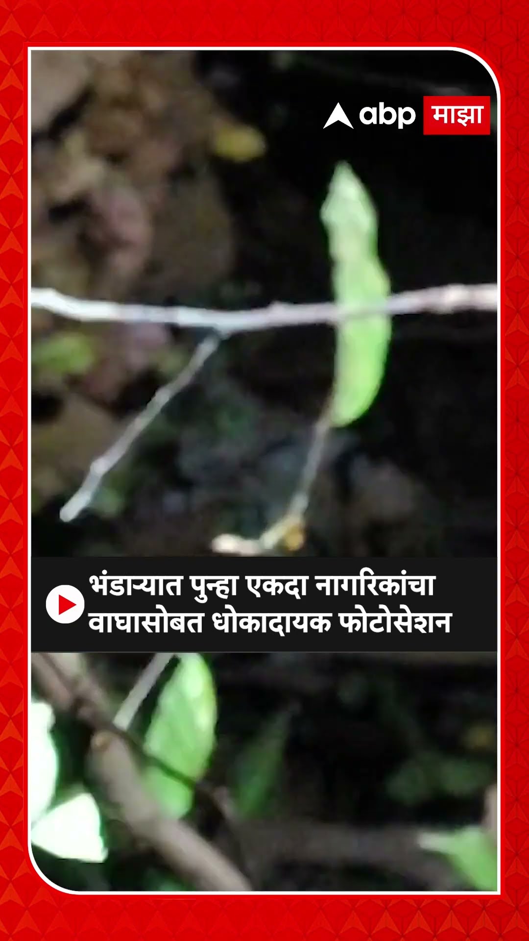 Bhandara Tiger | भंडाऱ्यात पुन्हा एकदा नागरिकांचा वाघासोबत धोकादायक फोटोसेशन