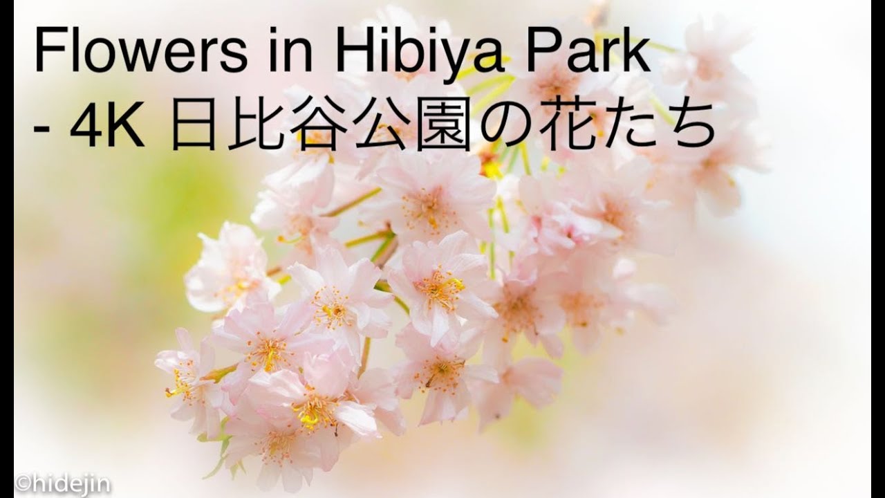 Flowers In Hibiya Park 4k 日比谷公園の花たち Youtube