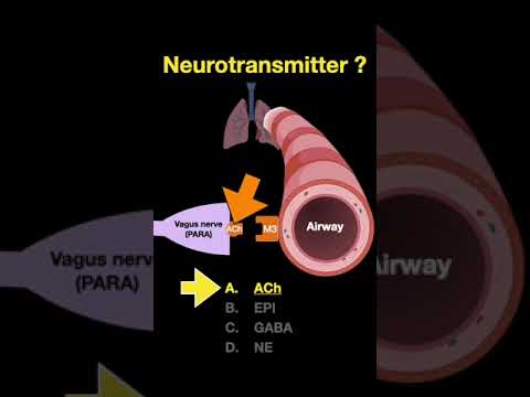 Видео: Что такое ans в нервной системе?