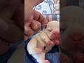 Cute puppy ❤️ #かわいい犬 #anjingcomel #สุนัขน่ารัก#cutedogph #chóđángyêu #anjinglucu #cachorrofofo