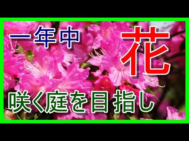 吉野ツツジ植え付け 花つきの良い花木 Youtube