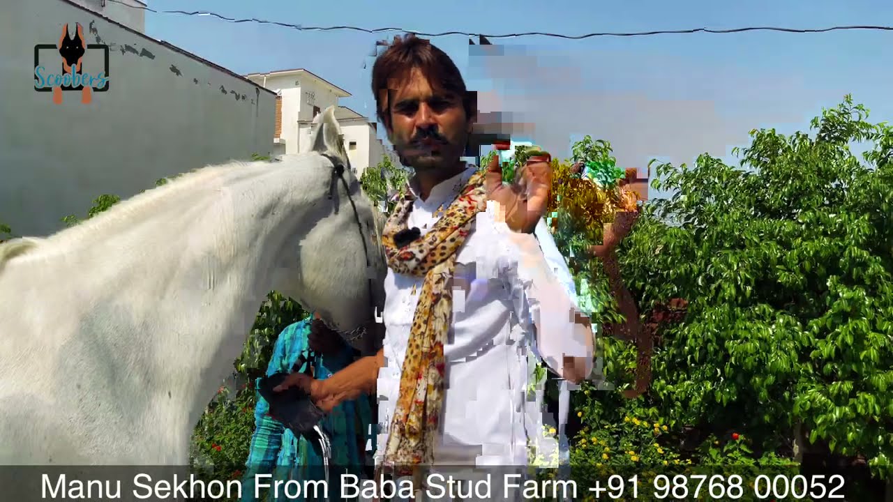 Punjab ~ Nukra Horses King Actor,Stud Farm Owner,Super Model Baba Stud Farm NUKRA HORSES