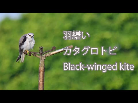 【羽繕い】カタグロトビ Black-winged kite