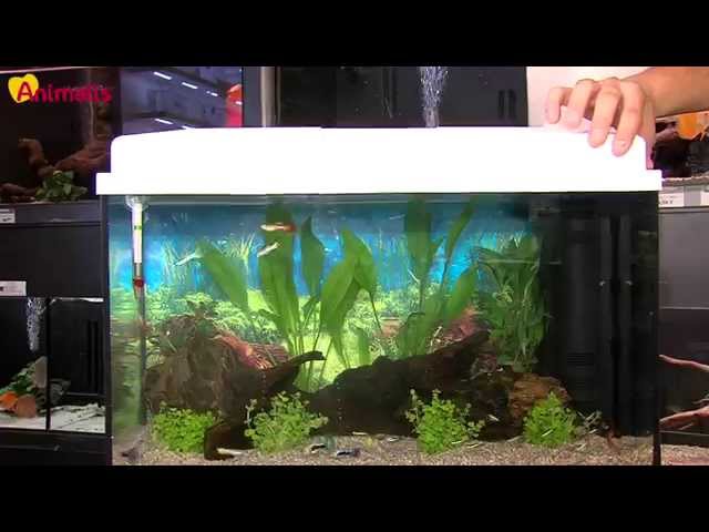 Conseils suite à la mise en eau et filtrations : forum Aquarium