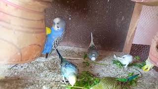 naughty budgies singing and playing with food | #birds #budgies #larkanasindh