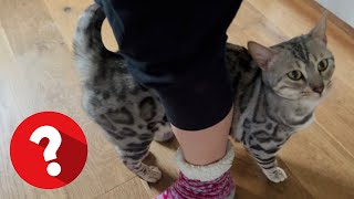 WHY cats rub against your legs!