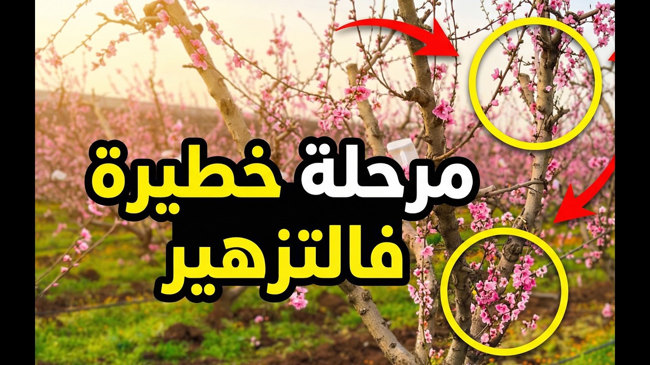 سلسلة التتبع التقني للورديات ذات النواة - الخوخ و الشهدية : كيفاش نتعاملو مع حشرة التريبس Thrips