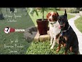 2YR OLD BRITTANY SPANIEL AND 5YR OLD GERMAN PINSCHER / DOG TRAINING の動画、YouTube動画。