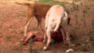 Two PitBull's attacking a smaller dog / Dois PitBull's atacando um cachorro menor