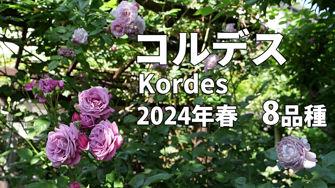 コルデス 8品種 Kordes 2024年春 Spring 2024 ドイツバラ サプライズ