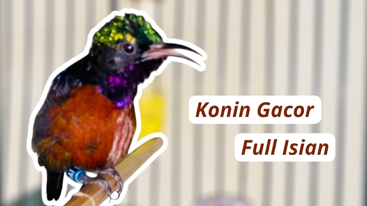 SETEL INI BIAR KONINMU RAJIN BUNYI DIJAMIN NYAUT.#kolibrininja #konin #konindacok