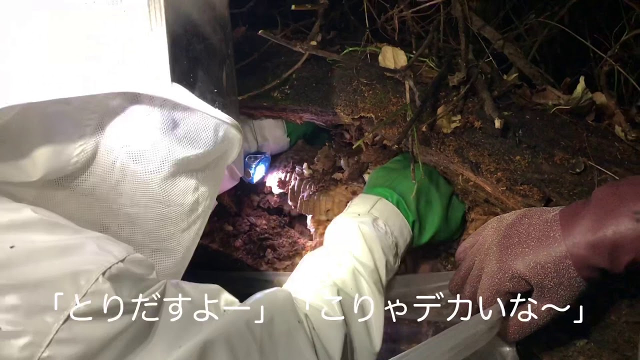 オオスズメバチの巣捕獲大作戦