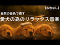 【途中広告なし】愛犬が深く癒されるリラックス音楽|犬が落ち着く音楽 |犬が寝る音楽 |