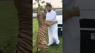 boxing compilation with tiger #tiger #dubai