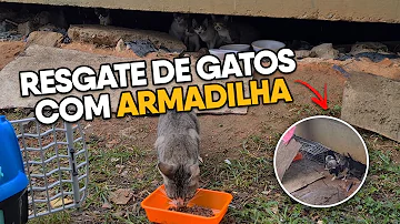 Como resgatar um gatinho de rua?