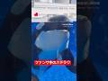 【須磨シー】ファンサ中のステラ❤️#神戸須磨シーワールド #須磨シーワールド #須磨シー #ステラ #ラン #シャチ #orca #killerwhale #shorts #水族館 #癒し