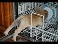 TRY NOT TO LAUGH-Funny Animals Fails Compilation 2016 (Part 14)